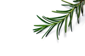 Naklejka premium Close up of Rosemary plant