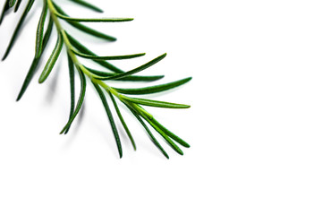 Close up of Rosemary plant