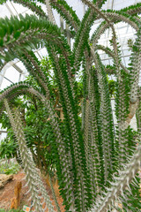 Madagascar Ocotillo plant with small green leaves in botanical park