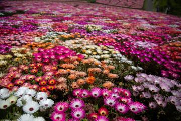 リビングストンデージー