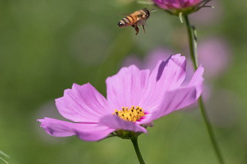 コスモスの花に留まろうとするハチ