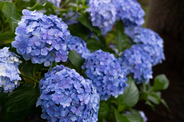 Hydrangea macrophylla