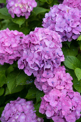 Hydrangea macrophylla