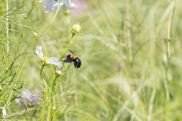 コスモスの花に留るハチ