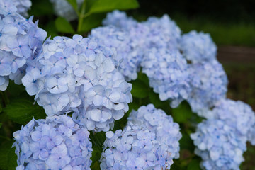 Hydrangea macrophylla