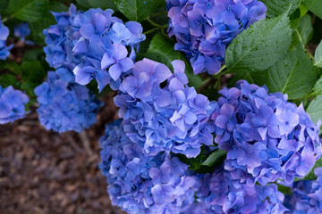 Hydrangea macrophylla