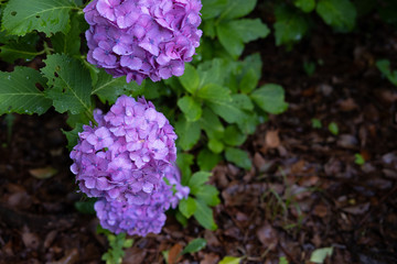 Hydrangea macrophylla