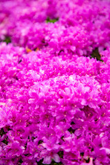 ミヤマキリシマ