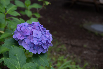 Hydrangea macrophylla