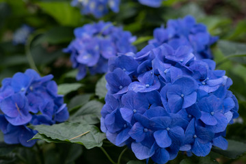 Hydrangea macrophylla