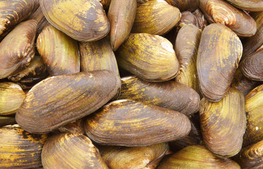 Green seashells background