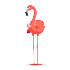 Pink flamingo on white background