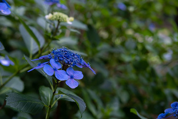 Hydrangea macrophylla