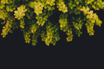 Yellow and green leaves of a plant on a dark background. Ecology, wild life and gardening. Selective focus, fantasy postcard, copy space.
