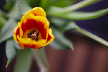 Naklejka premium Colorful tulip. Floral background. Greeting card.
