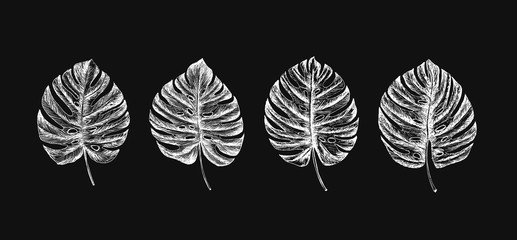 Hand drawn sketch tropical plants set. © oldesign