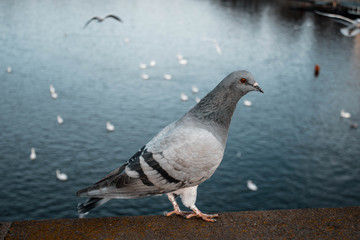 The pigeon is sitting on the parapet on the background of water. Close up. Bird on the bridge by the river.