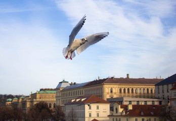 Seagulls on the background of the river and beautiful buildings in Prague on a Sunny day. Beautiful view of the city architecture.