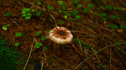 Pilz im Herbstwald, der aussieht als wäre er mit Kakao beträufelt 