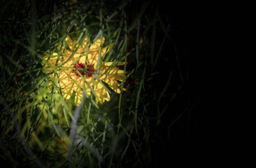 gelbe blume mit platz für schrift 