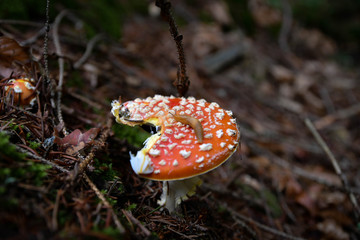 Fliegenpilz im Wald 