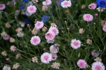 flowers in garden