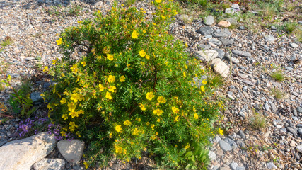 flowering shrubs among the stones on the island of Olkhon