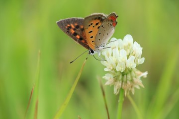 クローバーの花の上にいるベニシジミチョウ