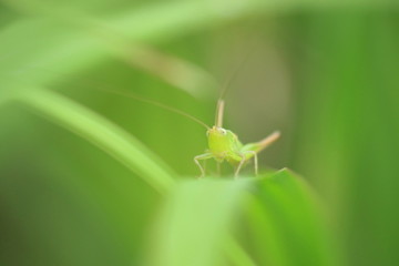草の上にいるキリギリスの子供です
