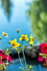 Potted flowers and water, Bytca, Slovakia