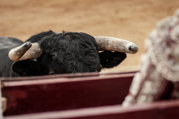 Toro delante del torero que esta en la barrera de la plaza sobre el albero durante la corrida