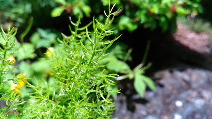 雨上がりの植物に小さな虫