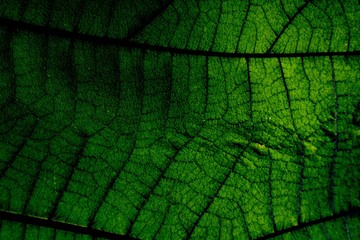 Background texture, Green nature of leaf texture.