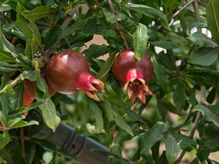 closeup of two small developing pomegranate fruits among the leaves with drip irrigation equipment in a blurred background