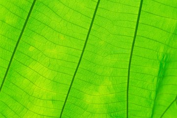 Close up macro shot. green leaf texture. nature background