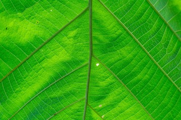 green leaf texture