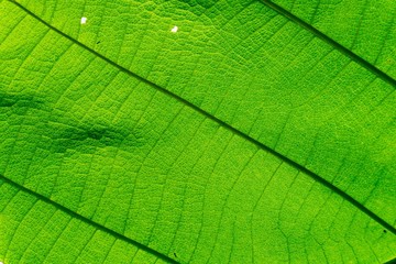 Background texture, Close up Green leaf of texture