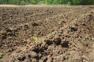 Cassava plantation in Nakhon Sawan province, Thailand.
