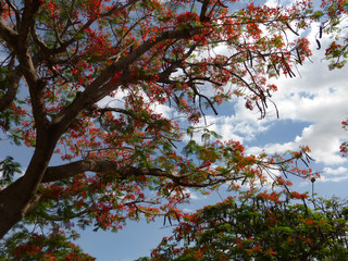 flamboyant tree or Tanzania Christmas tree in full bloom