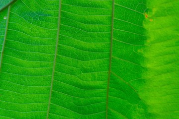 Background texture, Close up Green leaf of texture