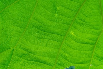 Close up macro shot. green leaf texture. nature background
