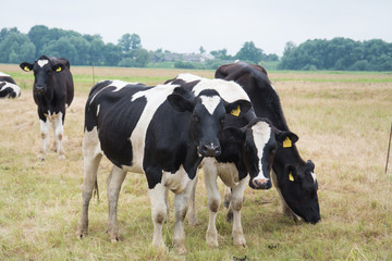 cows perched on a meadow