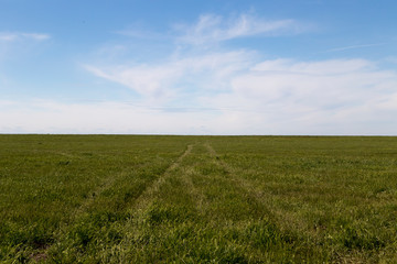 Fototapeta na wymiar Country road in green spring steppe under the blue sky in Kalmykia, Russia