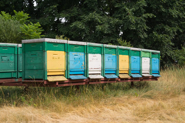 beehive with bees in nature