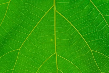 Close up shot. Green leaf texture