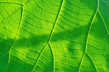 Naklejka na ściany i meble Green leaf texture.