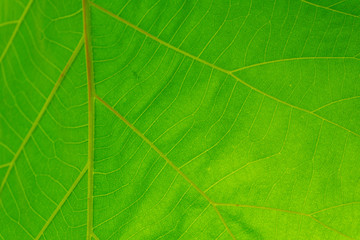 Green leaf texture.