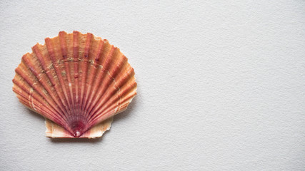 Fan Seashells on isolated background