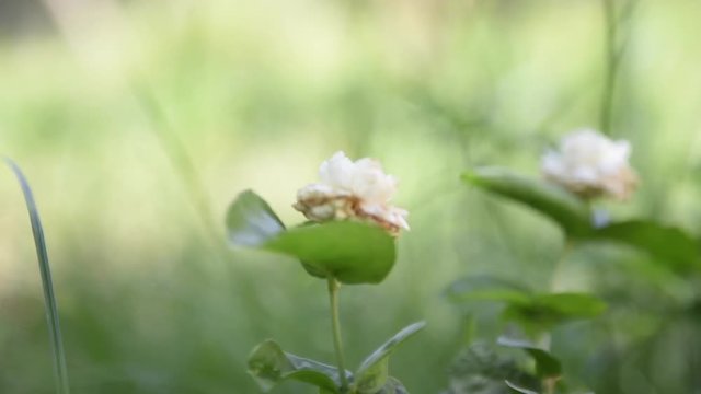 Arabian jasmine,Jasminum sambac sway under the sun