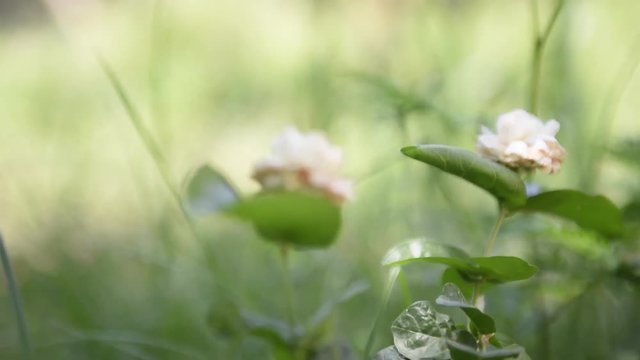 Arabian jasmine,Jasminum sambac sway under the sun
